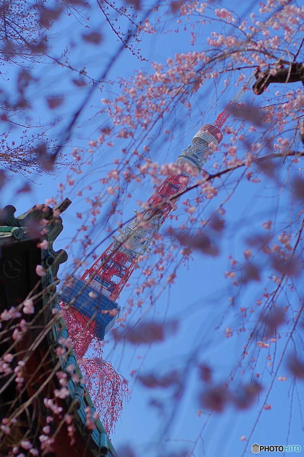 東京タワーと桜