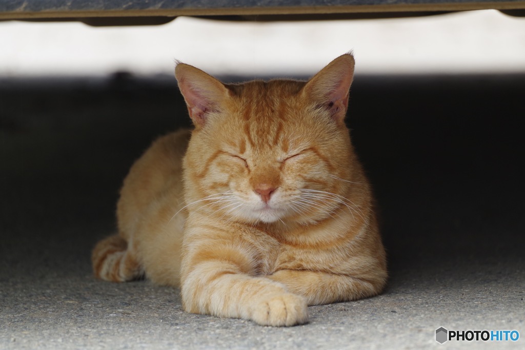 野良猫ハンター