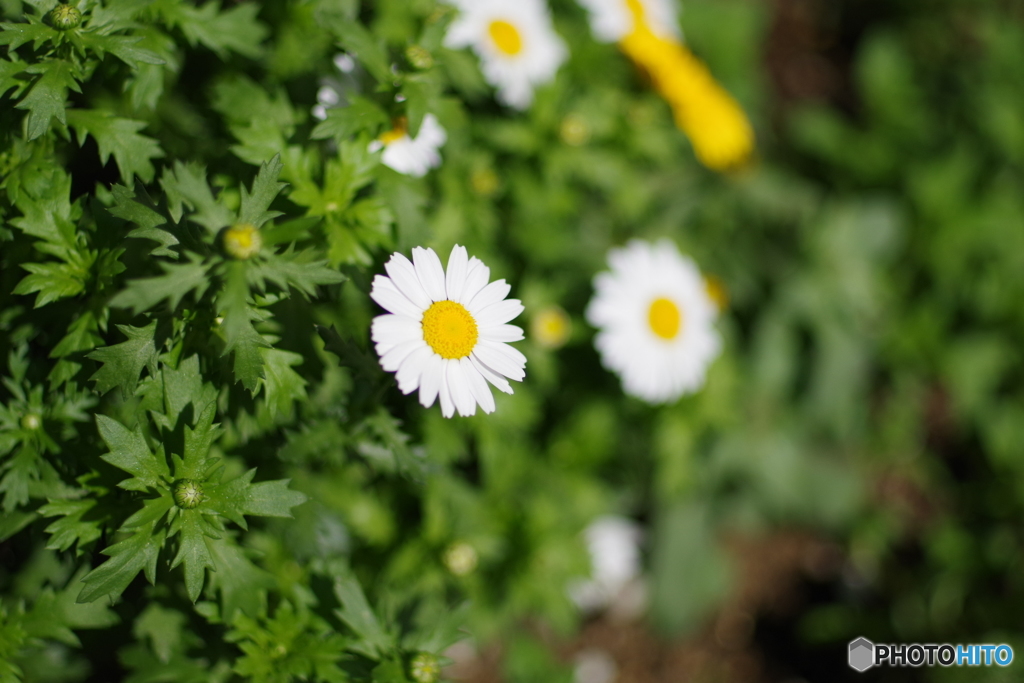 その辺の花