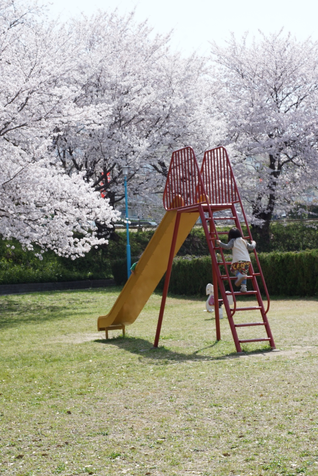 さくらのすべりだい