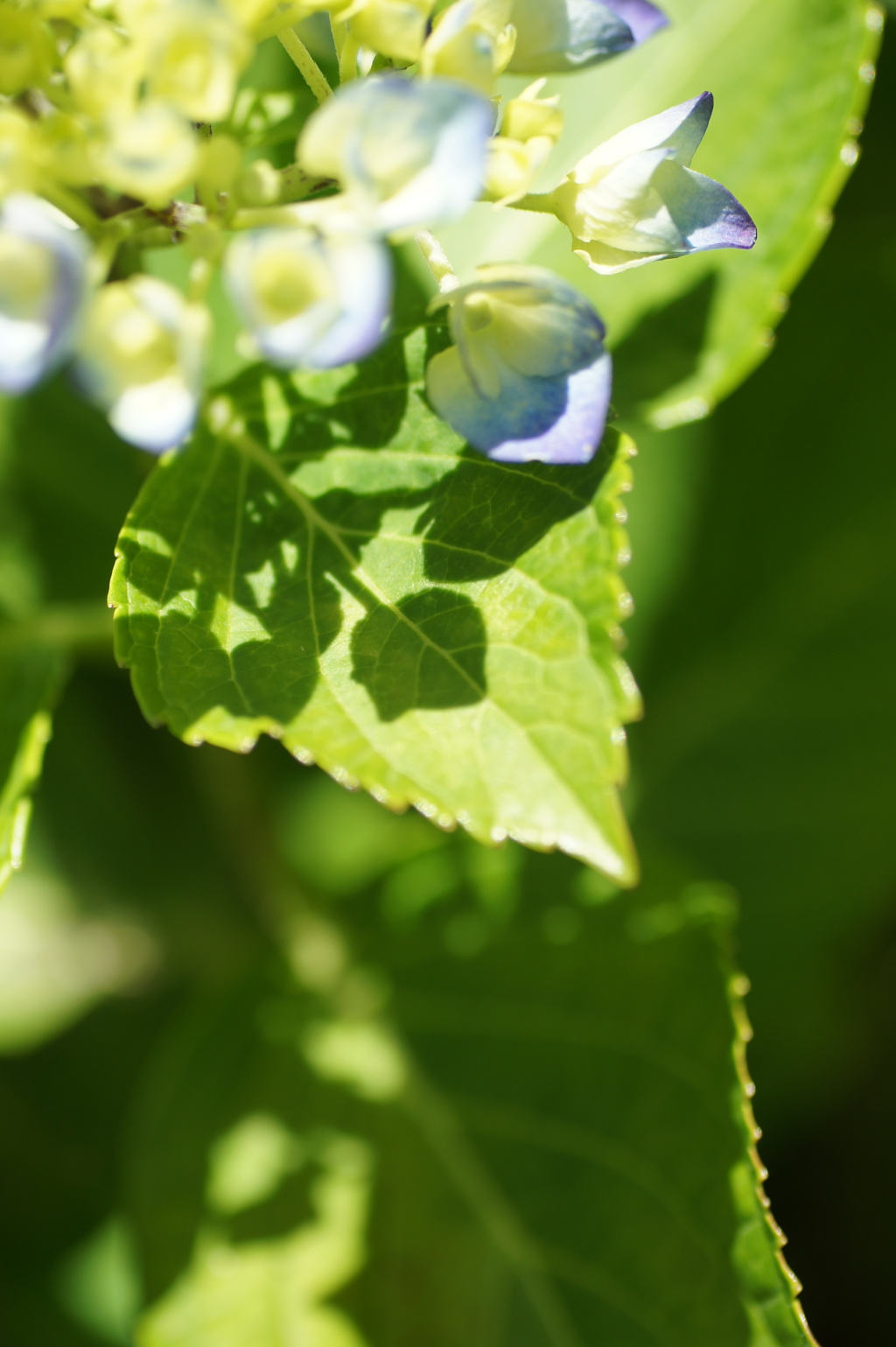 Shadow of hydrangea