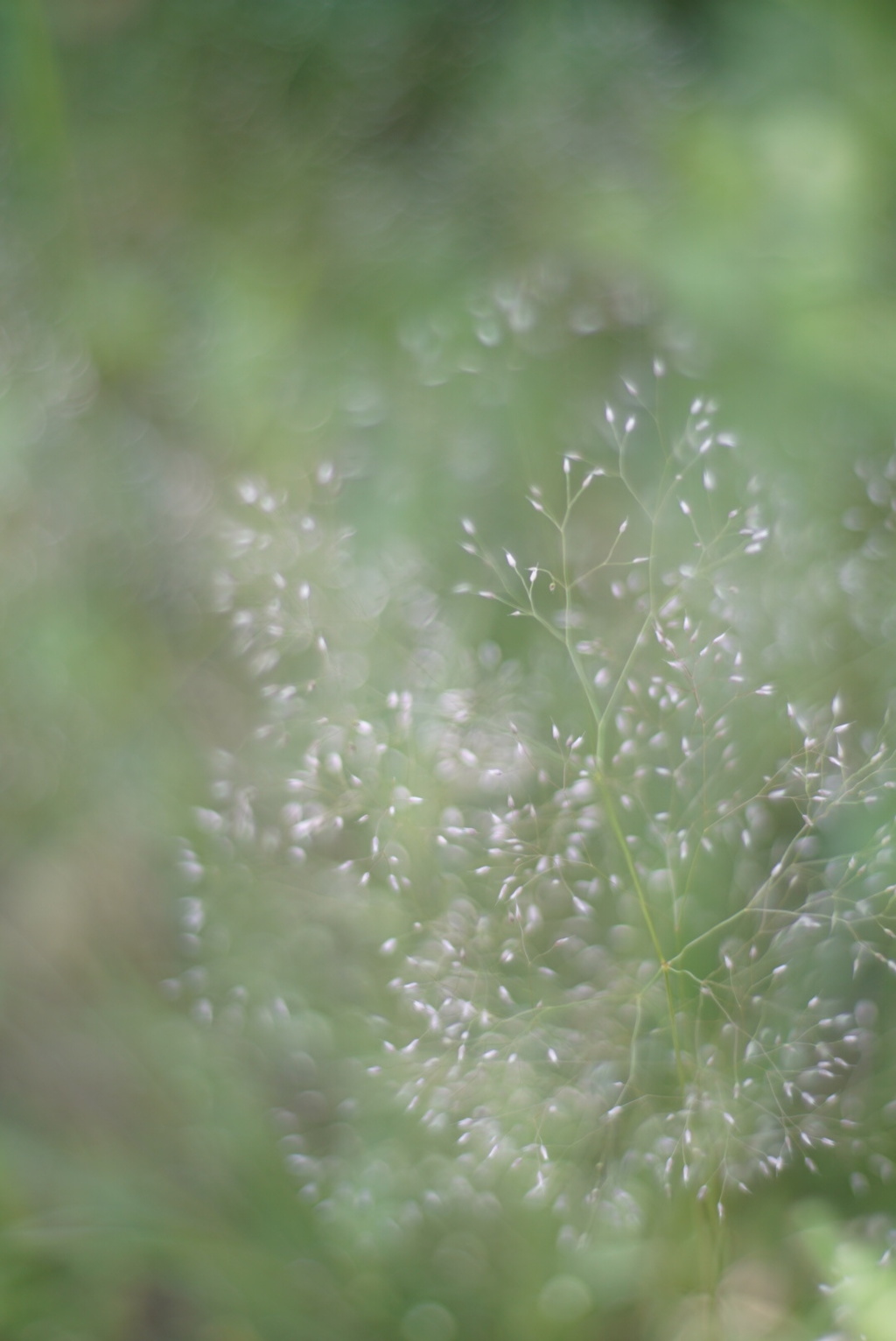 線香花火 