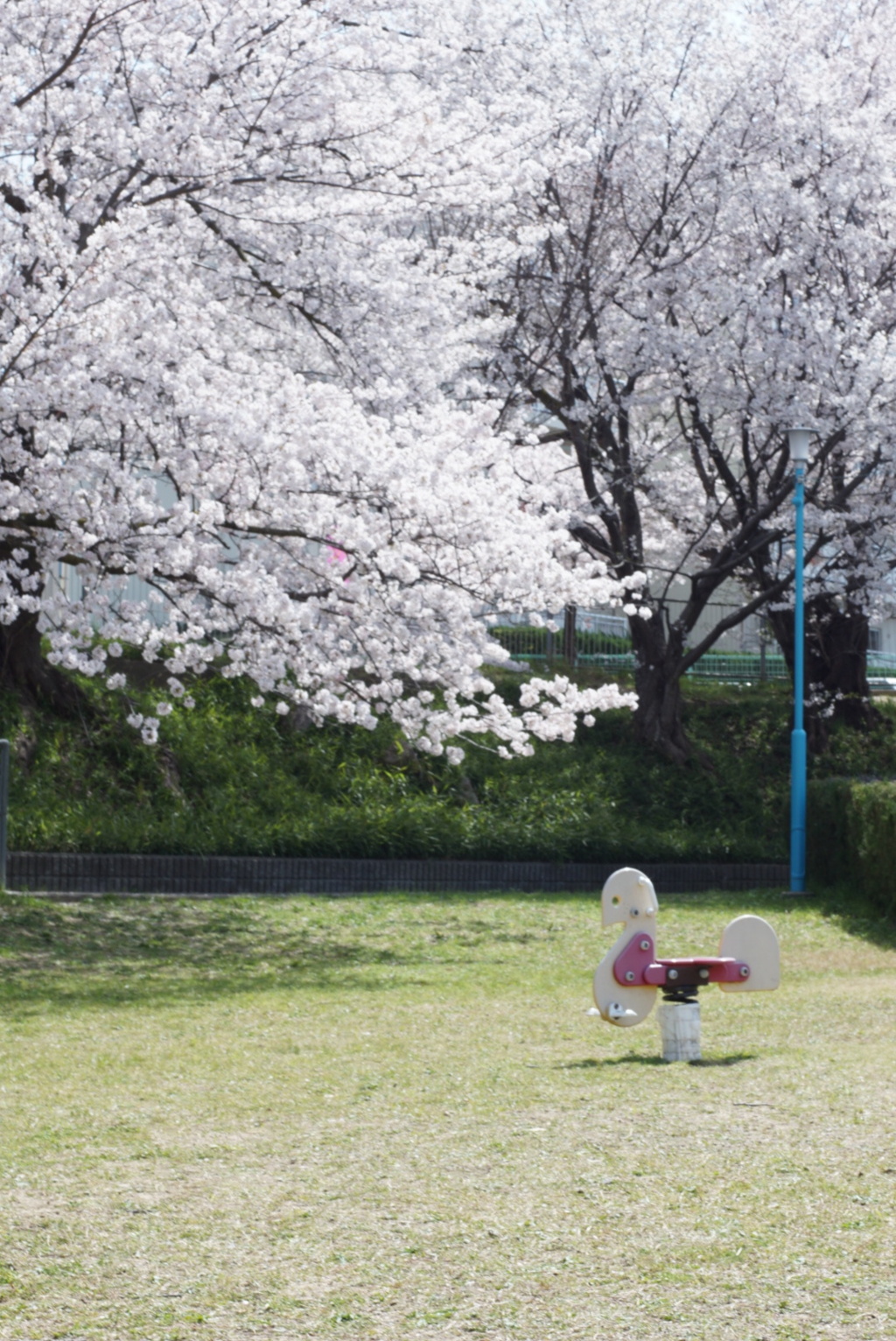 さくらの木馬