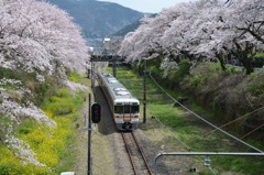 桜と菜の花  鉄道とのコラボ