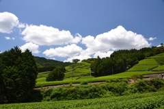 茶畑と雲