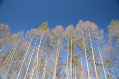 青い空に延びる木々