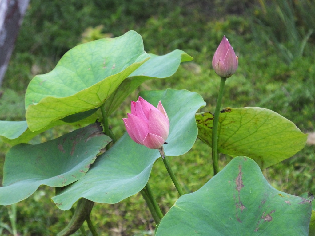 茶碗蓮が咲きそうです