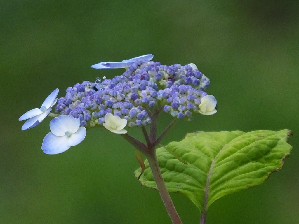 甘茶の花