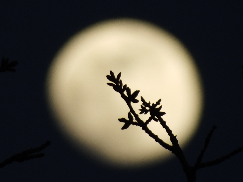 旧暦３月１３夜と桜の蕾