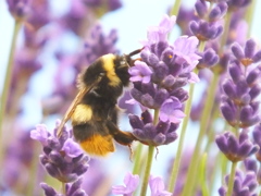 蜜集め