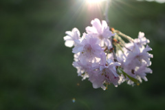 桜光