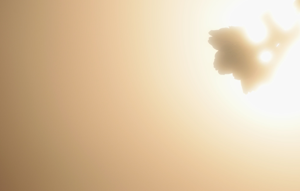 夕桜