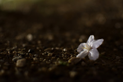 落桜