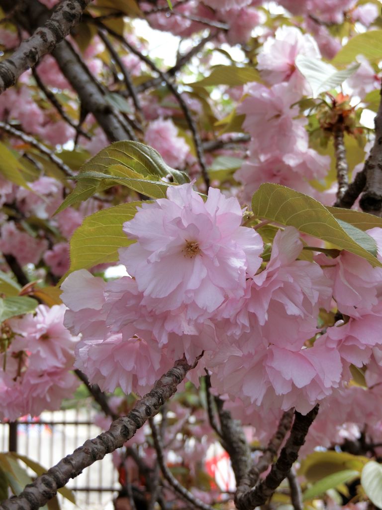 桜