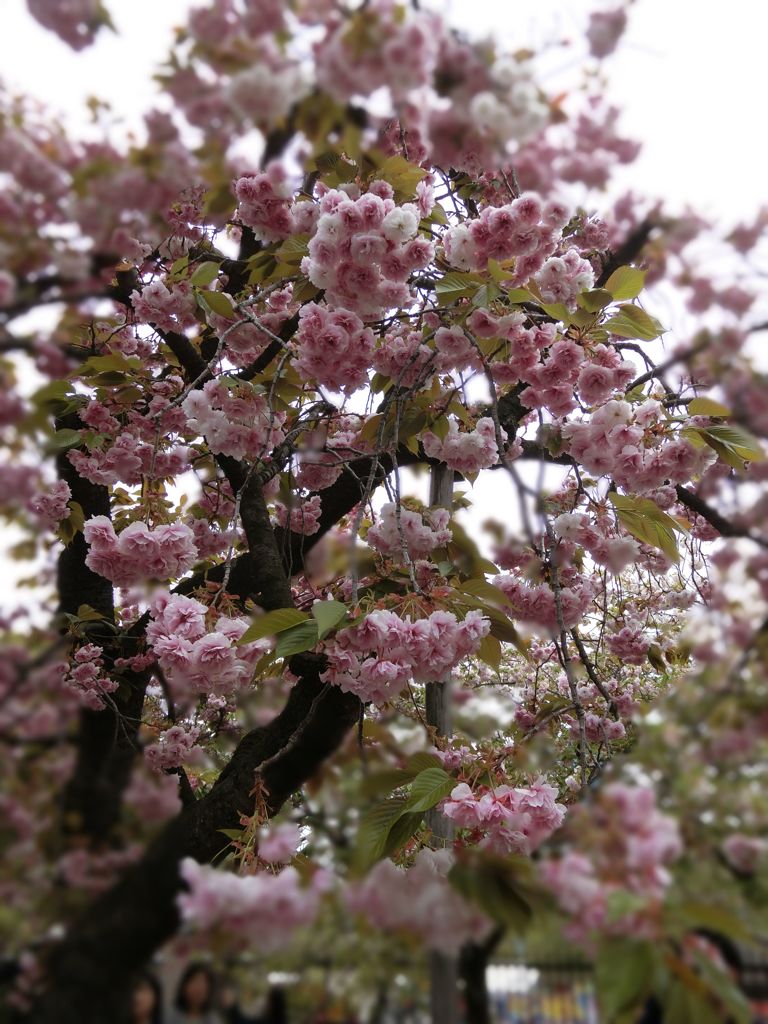 桜