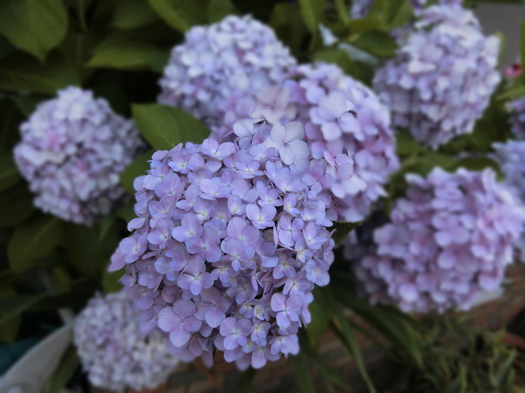 紫陽花