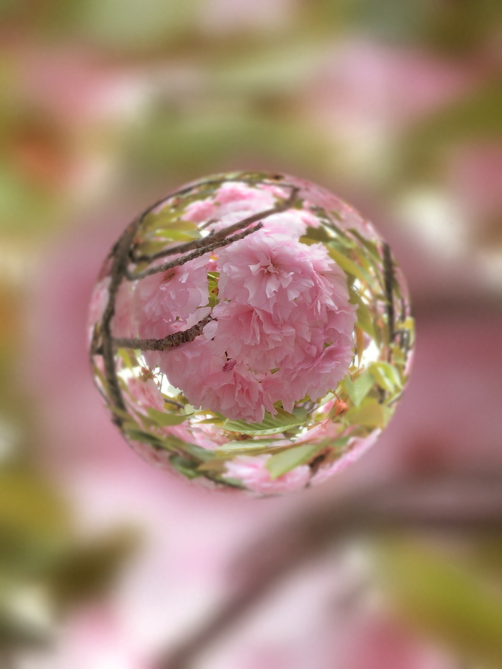 桜の玉
