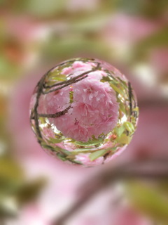 桜の玉