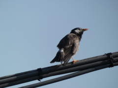 家にやってきた鳥鳥