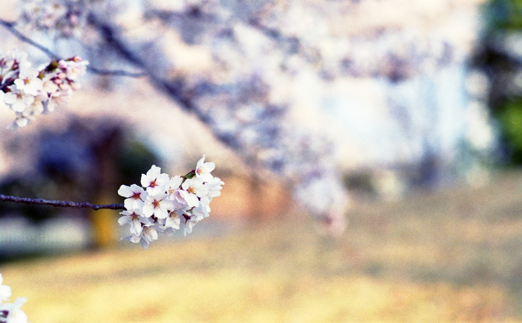 桜