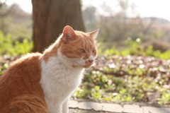 榎本牧場の猫