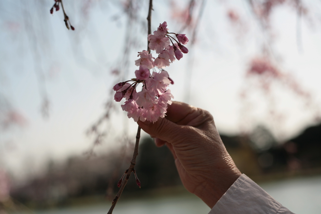 桜とおばちゃんの手
