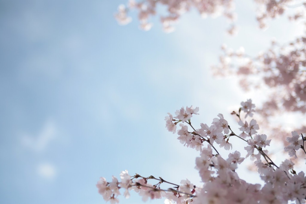 桜