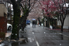 桜と雪と