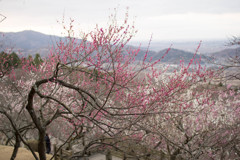IMG_0889