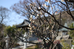 IMG_1557