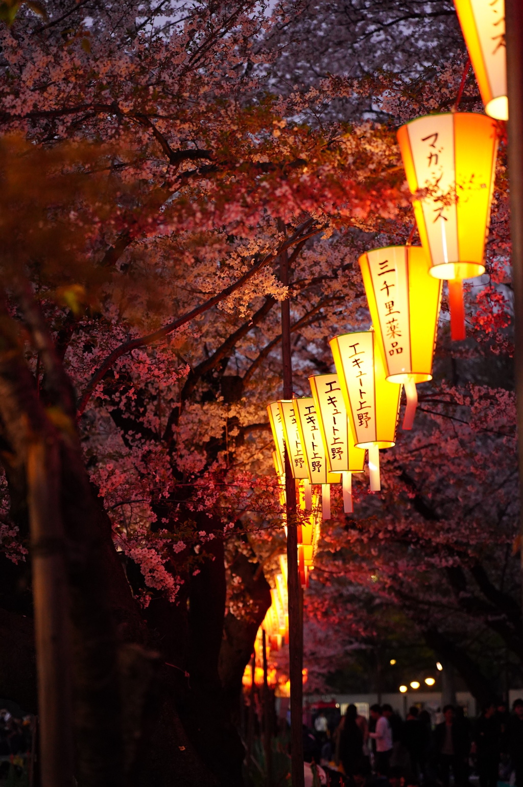 上野公園 夜桜