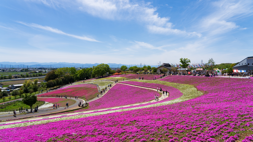 芝桜