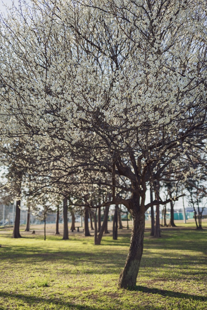 公園の梅