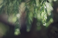 吸