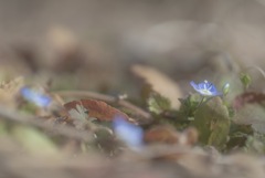 カメラを趣味にしたら春を早く感じるようになる