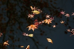 水面に浮かぶ秋模様