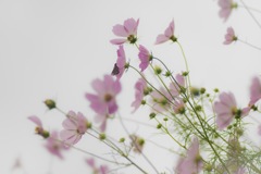 澄