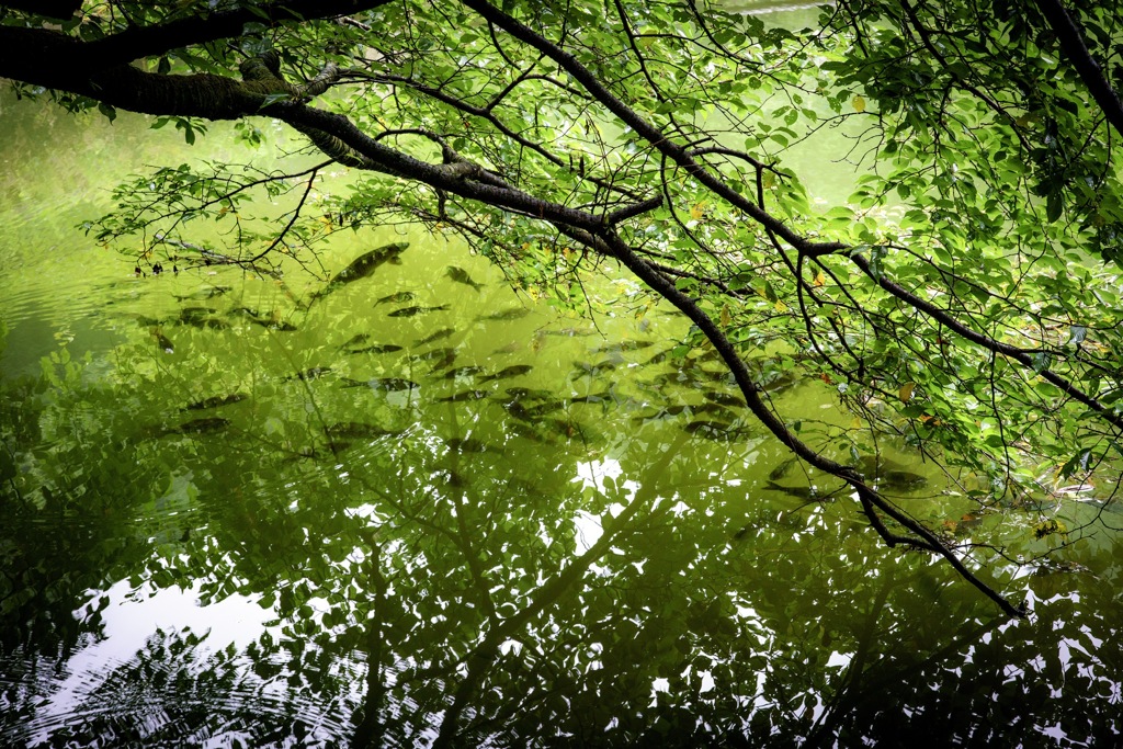 雨宿りする魚
