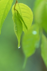 雨が降る