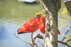 鳥　動物　静岡　