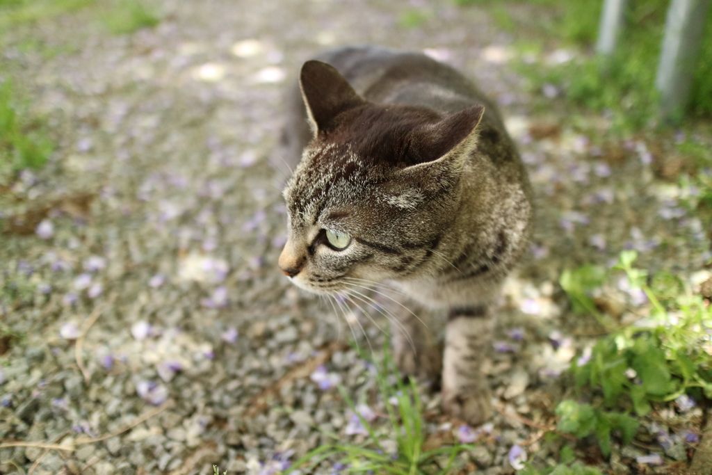 淡路にゃんこその2