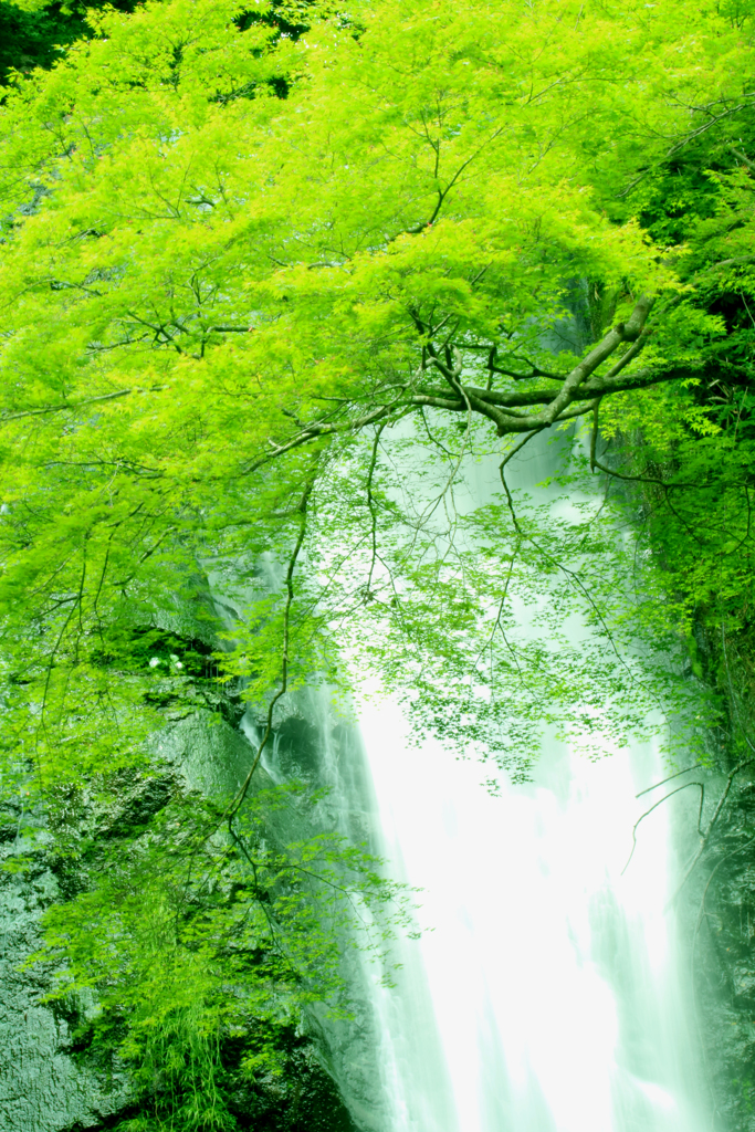 緑＆滝