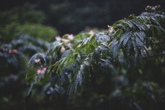 ヤシコン　1.4/50 AEJ