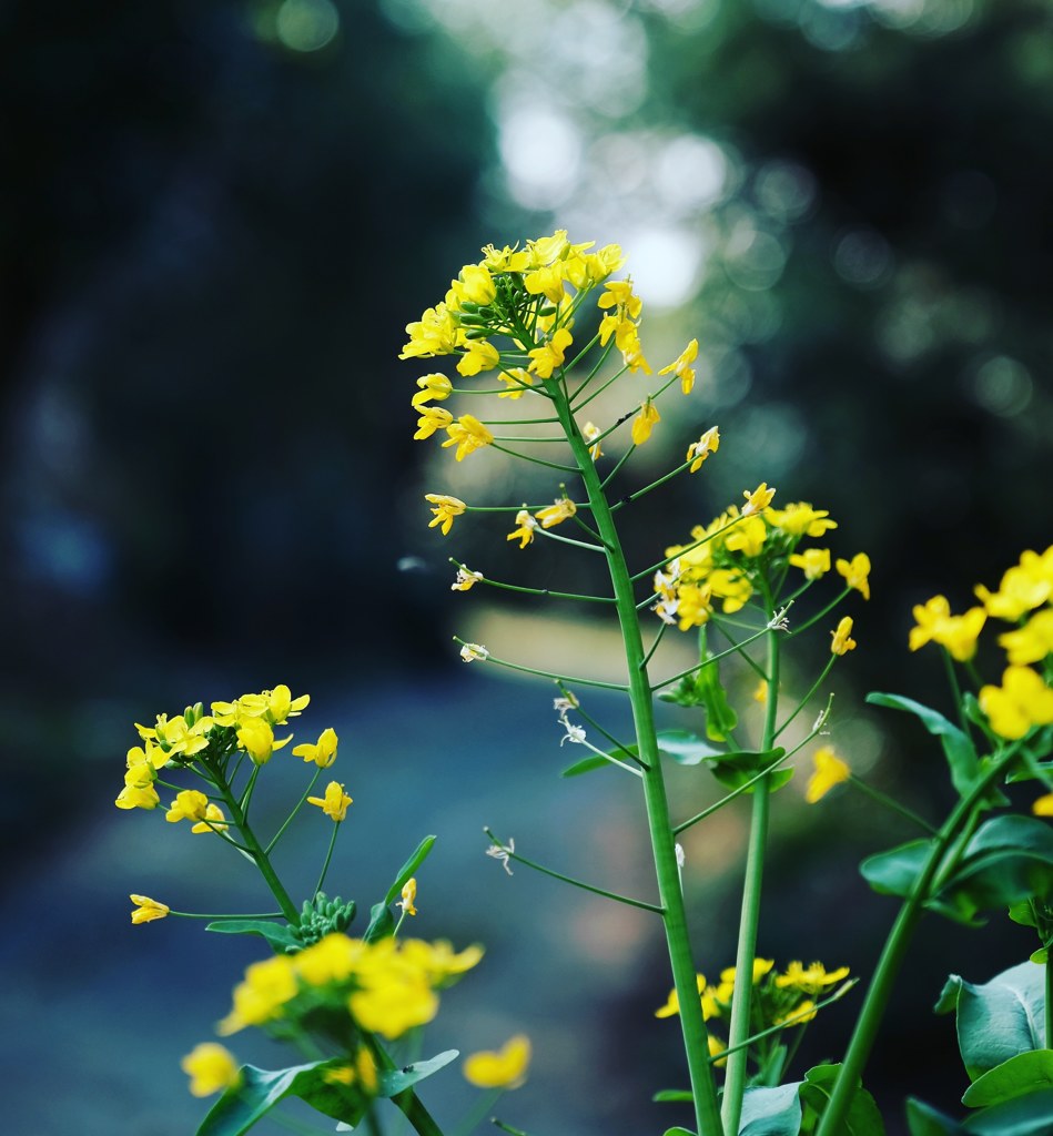 菜の花