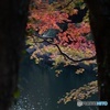 覗き見る紅葉