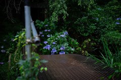 ヤシコン　1.4/50 AEJ