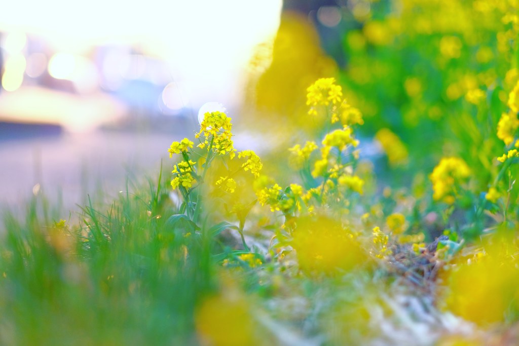 道端菜の花