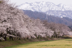 郷の春