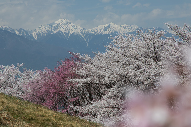 山包の桜花