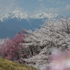 山包の桜花